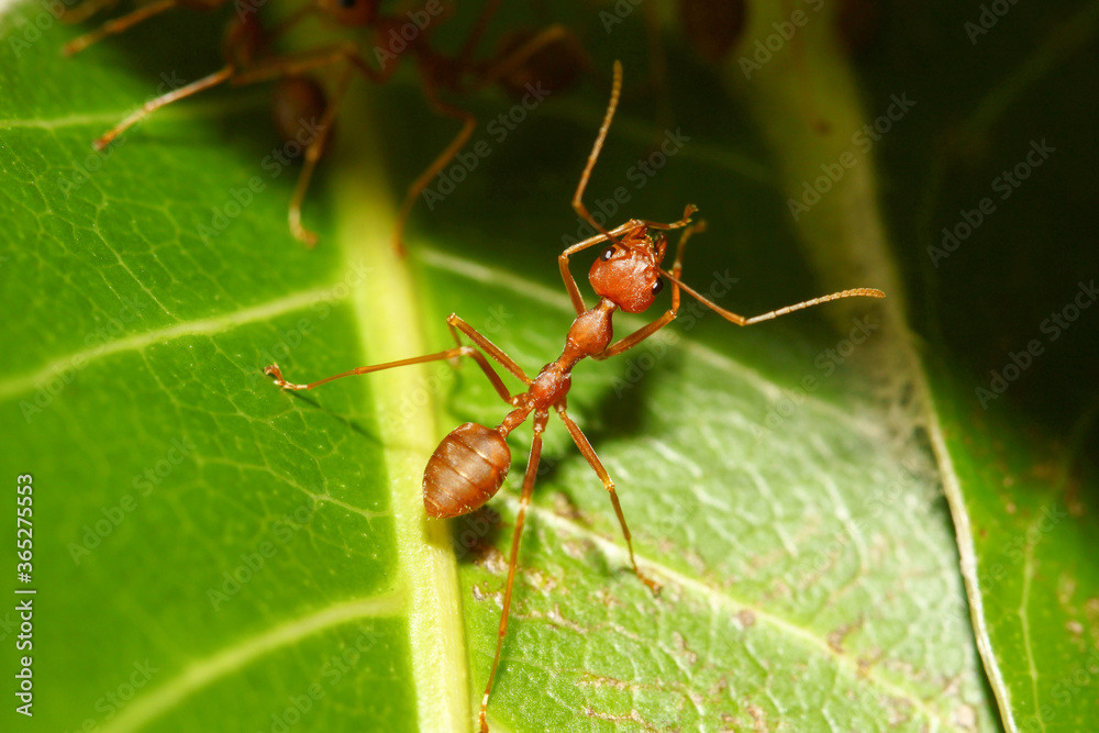 Close up red ant on green leaf in nature at thailand Close up red ant on green leaf in nature at thailand