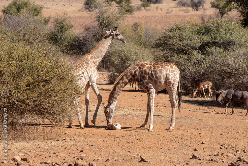 Obraz premium Giraffes sharing a mineral lick in a game park.