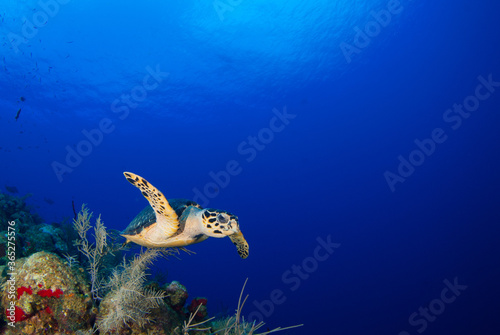 A hawksbill turtle cruising the reef 