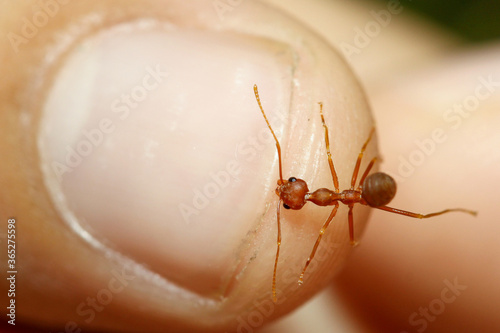 Close up red ant bite the finger asia man photo