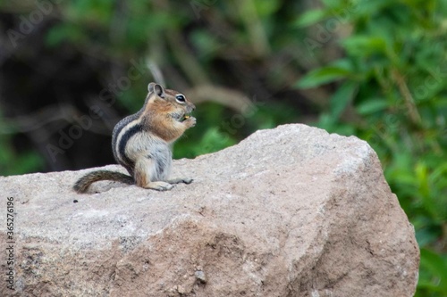 A chipmunk in the Colorado Rocky Mountains. © phillips