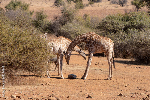 Giraffes sharing a mineral lick in a game park.