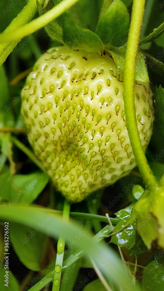 Unripe strawberry fruit Unripe strawberry fruit