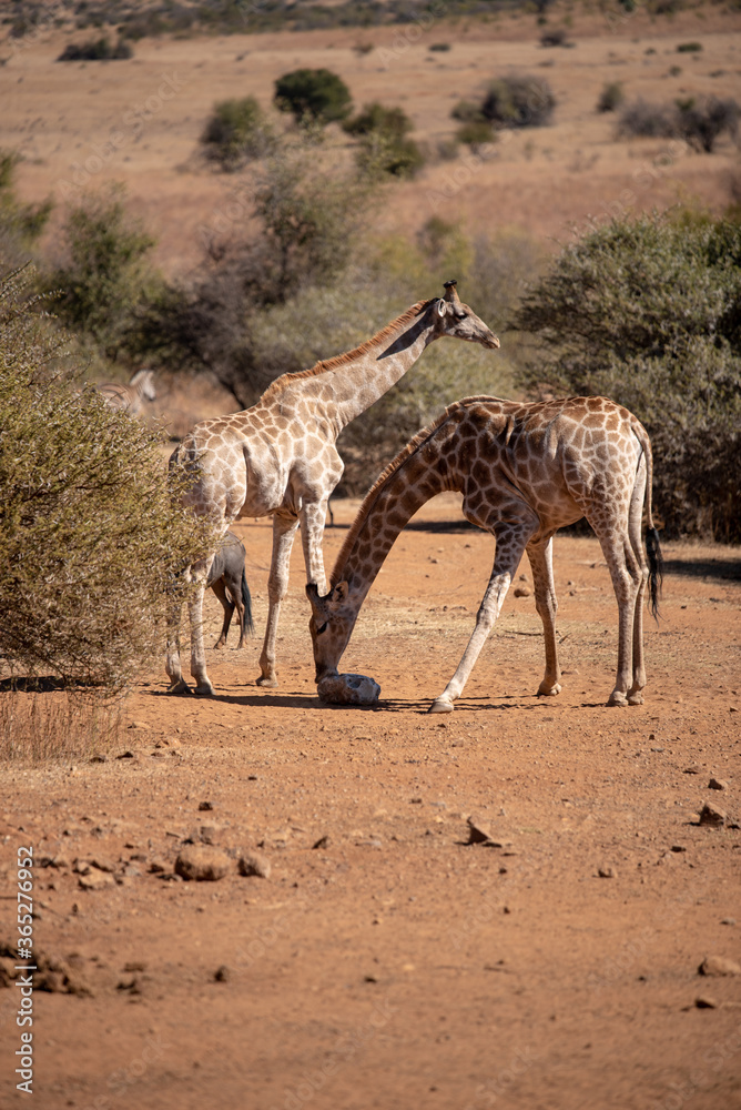 Fototapeta premium Giraffes sharing a mineral lick in a game park.