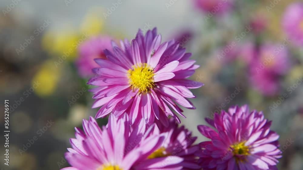 Slow motion forward video of violet chrysanthemum flowers can be used as a background Slow motion forward video of violet chrysanthemum flowers can be used as a background