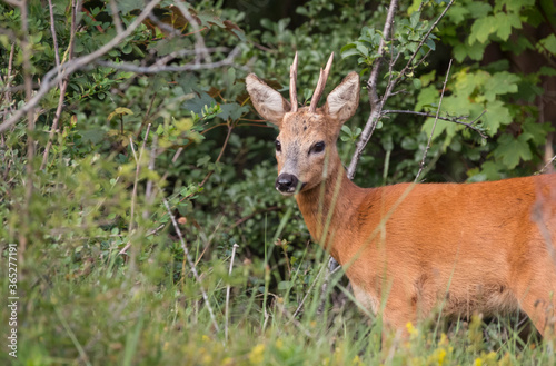 Baby deer standing in the meadow