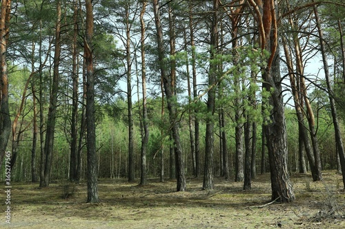 Fototapeta Naklejka Na Ścianę i Meble -  Landscape of coniferous forest in Poland

