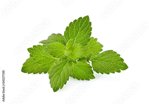 Fresh raw mint leaves isolated on white background. Mint leaf, aromatic herbs, used as ingredients to make ice cream and herbal teas.