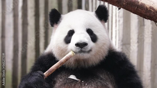 Cute Fluffy Chubby Giant Panda Chewing Bamboo Shoot, Chengdu, China
