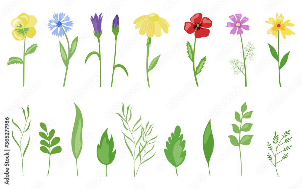 Flowers of the field, a beautiful collection of plants and leaves. Vector. In the style of hand drawing. Flowers of the field, a beautiful collection of plants and leaves. Vector. In the style of hand drawing.