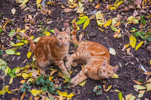 red cats play outdoors in autumn leaves on the ground © yalo173
