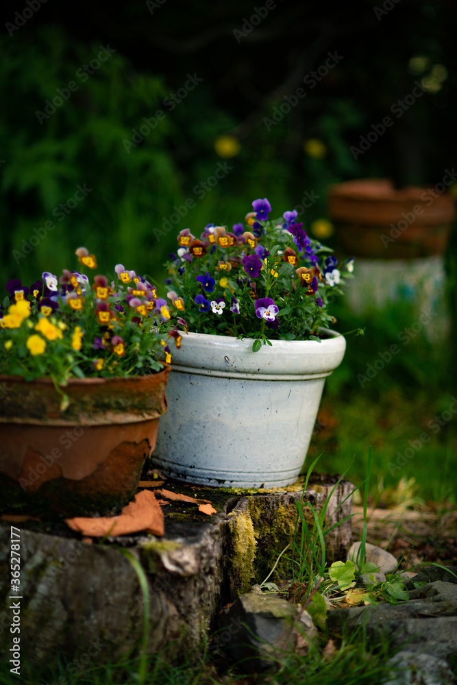 Violas Planted in Rustic Containers in a Country Garden Violas Planted in Rustic Containers in a Country Garden