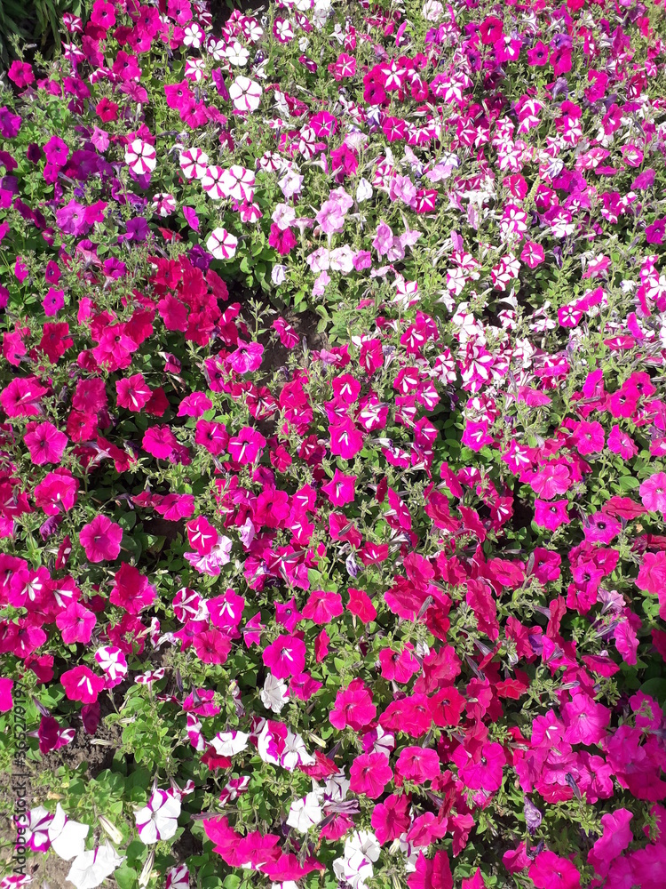 Obraz premium A flower garden of profusely blooming multicolored Petunias.