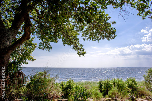 Fototapeta Naklejka Na Ścianę i Meble -  Beautiful sea shore seascape St mark state park,Florida.
