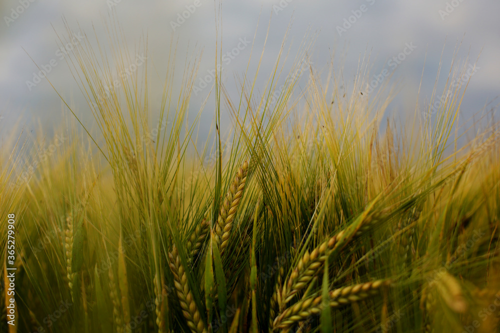 Barley field in a beautiful sunset.Common Barley, Hordeum vulgare Barley field in a beautiful sunset.Common Barley, Hordeum vulgare