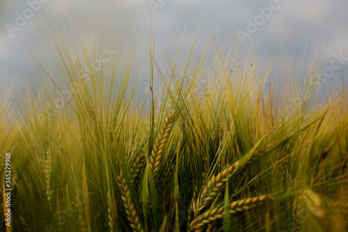 Barley field in a beautiful sunset.Common Barley, Hordeum vulgare