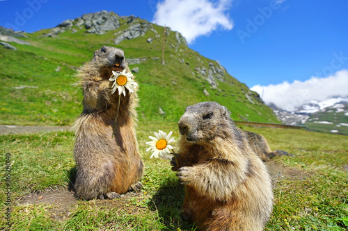 Murmeltiere in den Bergen © Jenny Sturm