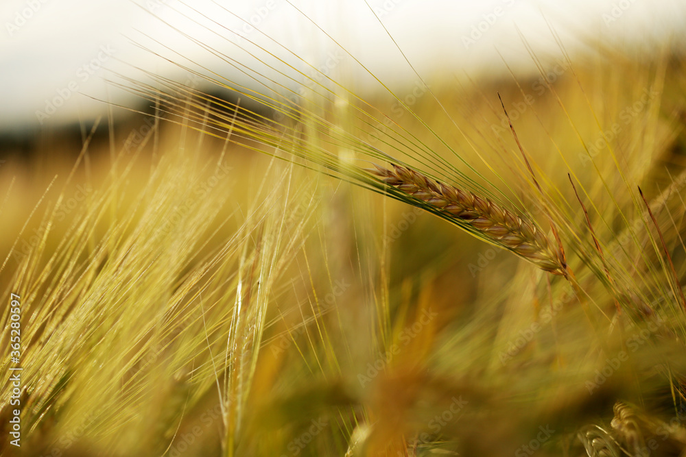 Barley field in a beautiful sunset.Common Barley, Hordeum vulgare Barley field in a beautiful sunset.Common Barley, Hordeum vulgare