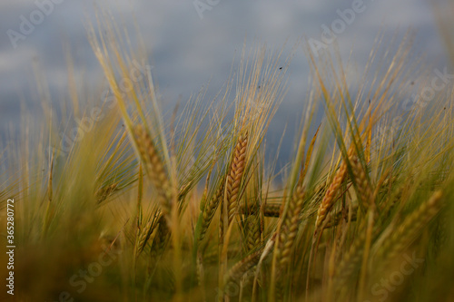 Common Barley, Hordeum vulgare