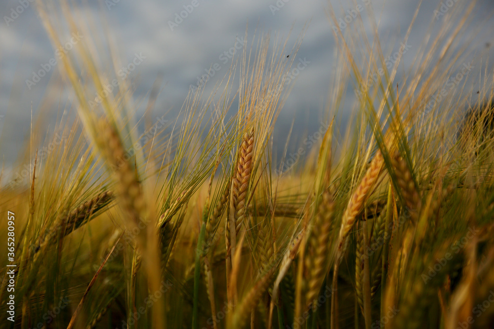 Common Barley, Hordeum vulgare