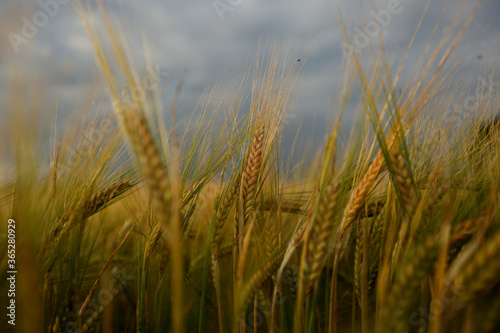 Common Barley, Hordeum vulgare