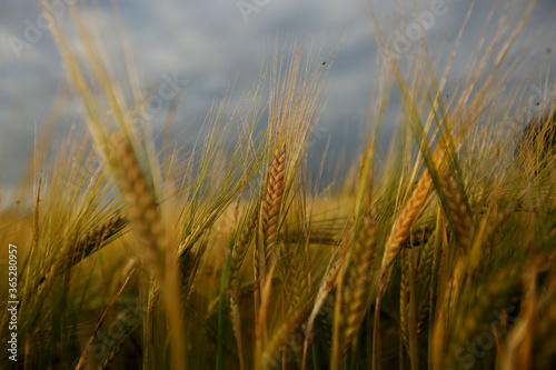 Common Barley  Hordeum vulgare