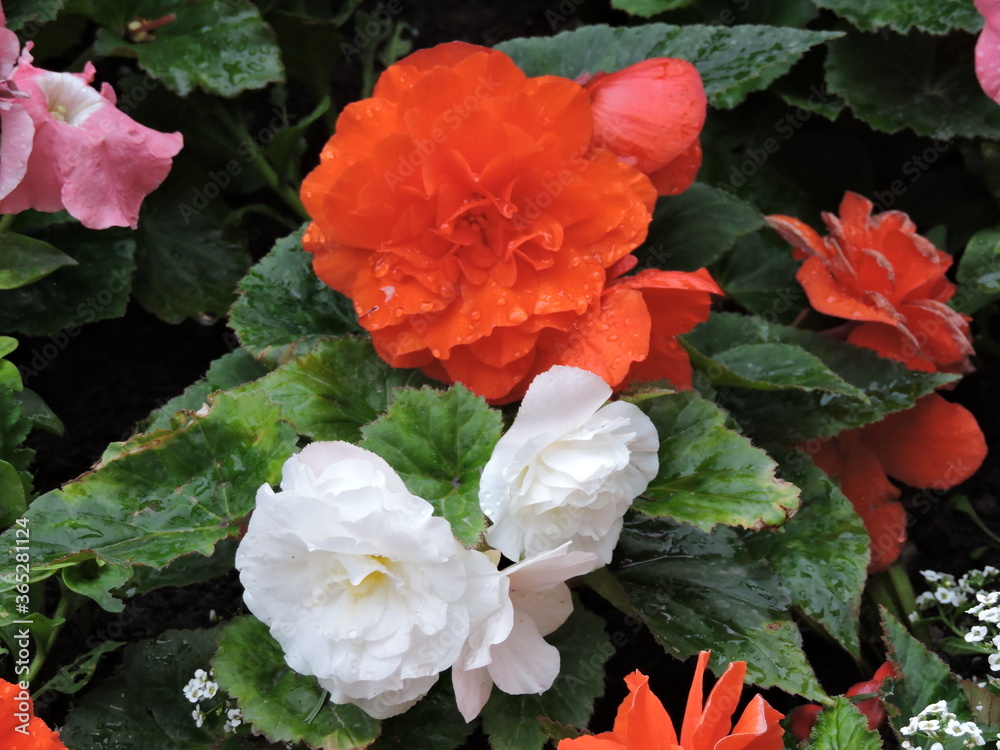 red roses in a garden red roses in a garden