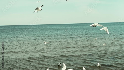 Seagulls flying over the sea, creative toned