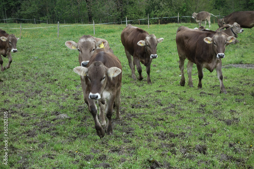 Kühe im Allgäu