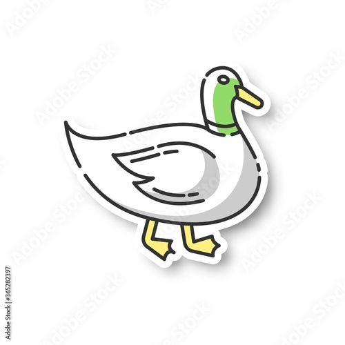 Duck patch. Common wild waterfowl, domestic bird. Migratory animal, pond inhabitant. Poultry farm, husbandry RGB color printable sticker. Mallard, quack vector isolated illustration