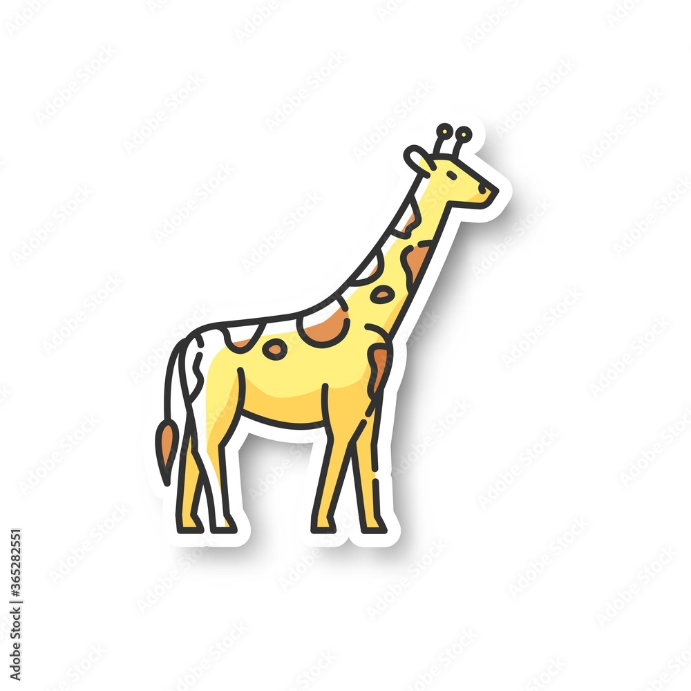Fototapeta premium Giraffe patch. Exotic animal with long neck, african herbivore wildlife. African savanna, tropical zoo RGB color printable sticker. Tall camelopard vector isolated illustration