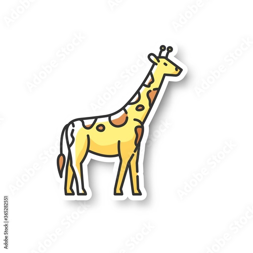 Giraffe patch. Exotic animal with long neck  african herbivore wildlife. African savanna  tropical zoo RGB color printable sticker. Tall camelopard vector isolated illustration
