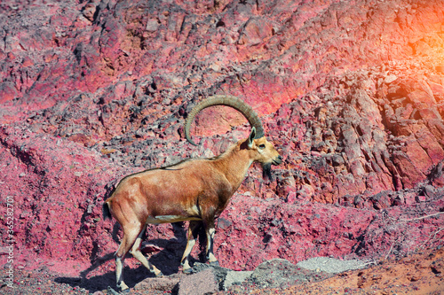 A Nubian ibex on the edge of colorful rock in desert, Israel