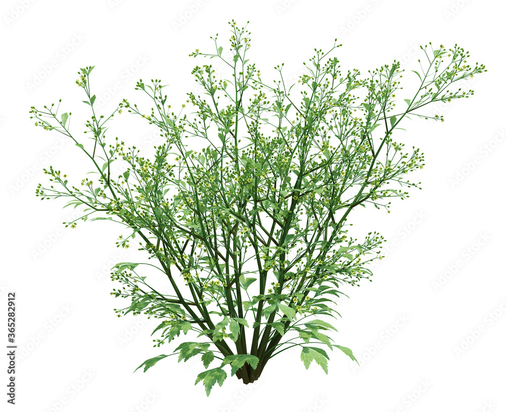 3d Render Brush Tree Isolated on white 3d Render Brush Tree Isolated on white