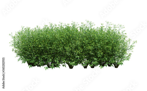 3d Render Brush Tree Isolated on white