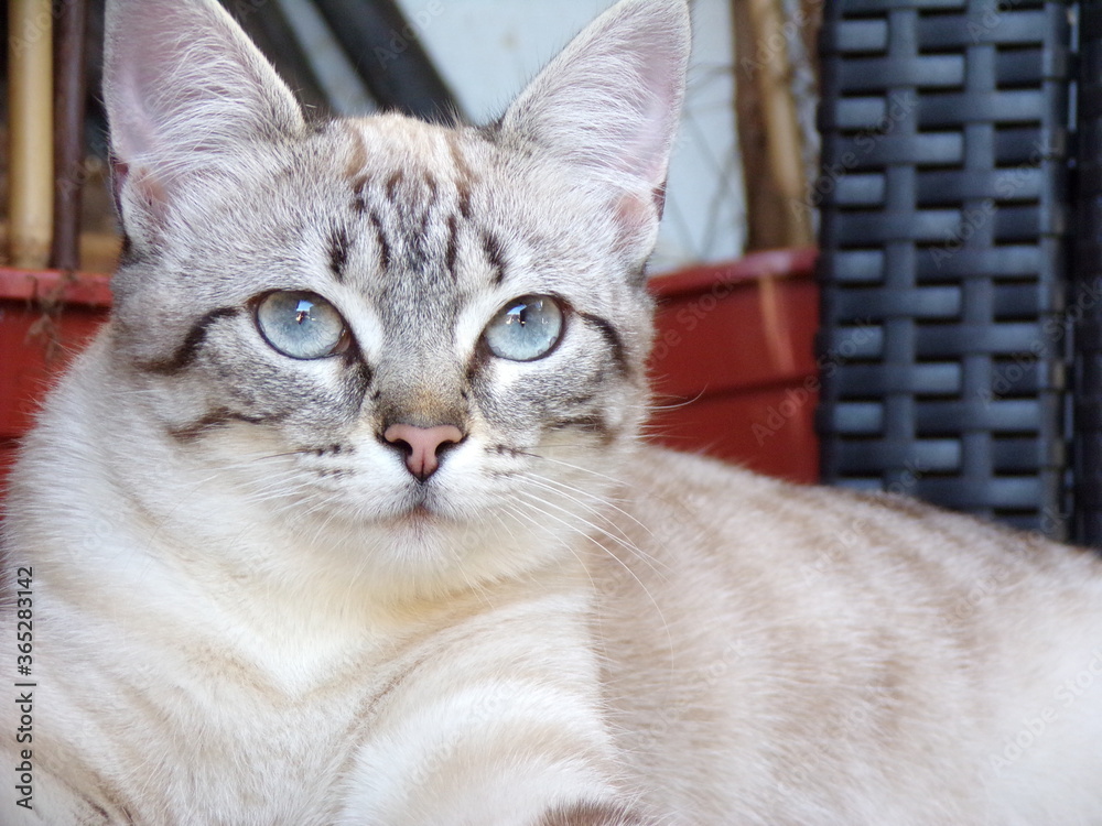 Fototapeta premium Chat tigre blanc