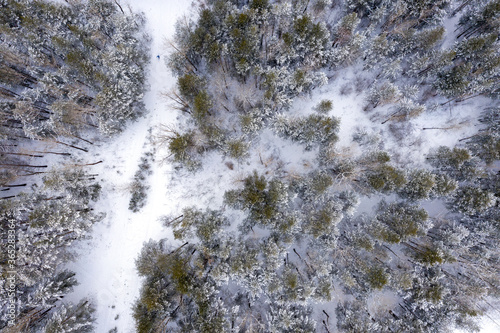 Winter. Coniferous forest with frost on the branches of trees. Shooting from a drone.