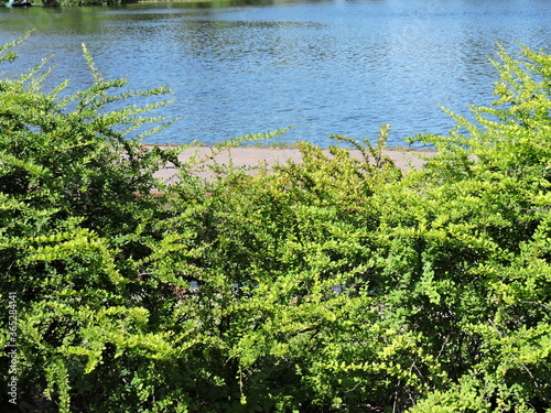 green grass in the pond, Saint-Petersburg