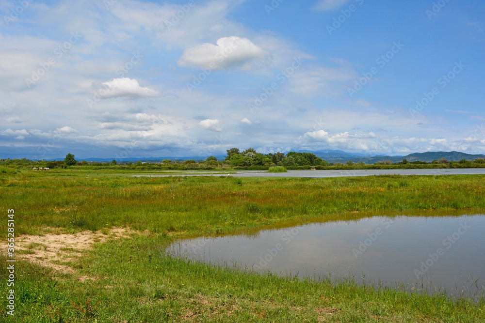 The wetlands of Isola Della Cona in Friuli-Venezia Giulia, north east Italy. Wild horses can be seen in the background left
