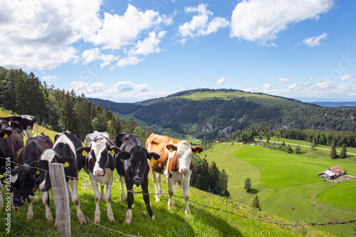 Jura mountains, swiss landscape, green land with cows on the pasture. Summer day. photo