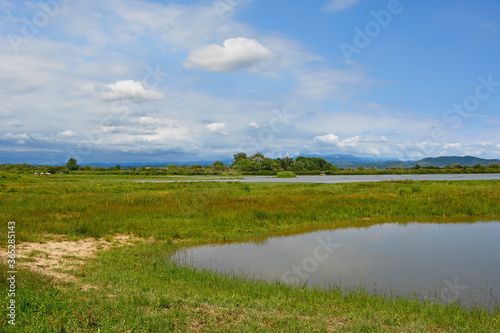 The wetlands of Isola Della Cona in Friuli-Venezia Giulia, north east Italy. Wild horses can be seen in the background left 