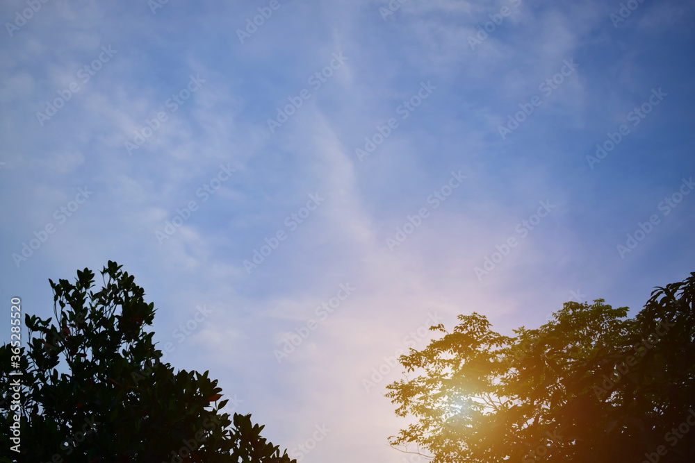 Blurred trees on a sunny sky background Blurred trees on a sunny sky background