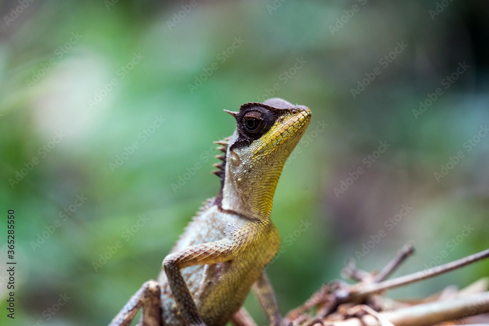 Naklejka premium Masked spiny lizard