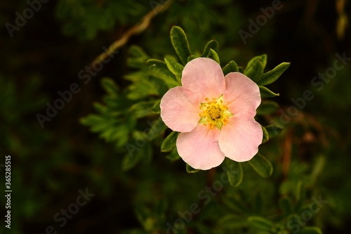 Powder pink flower photo