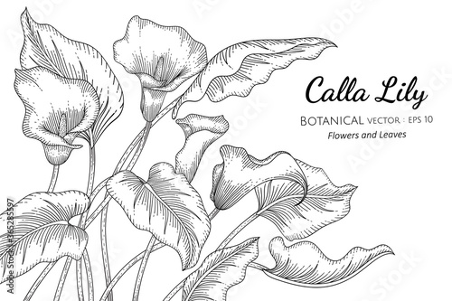 Calla Lily flower and leaf hand drawn botanical illustration with line art on white backgrounds.