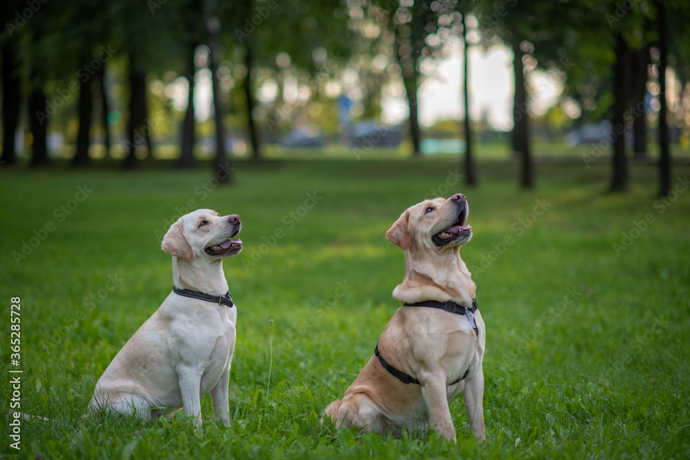 Portrait of a pair of pale yellow labradors in the park. Close-up photographed. Portrait of a pair of pale yellow labradors in the park. Close-up photographed.