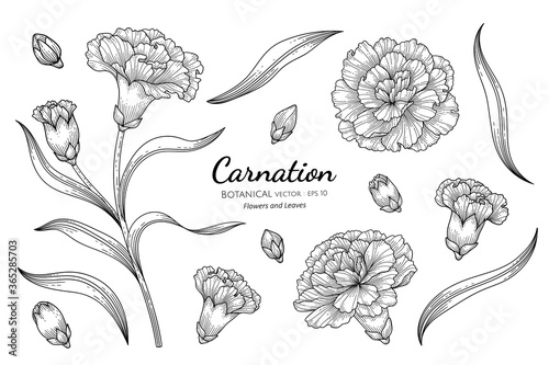 Carnation flower and leaf hand drawn botanical illustration with line art on white backgrounds.