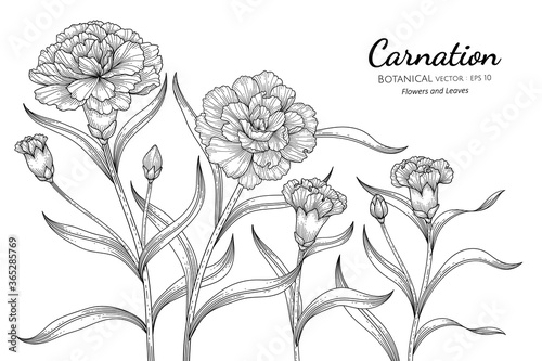 Carnation flower and leaf hand drawn botanical illustration with line art on white backgrounds.