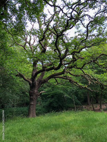 Forest Tree in Epping Forest Background, London