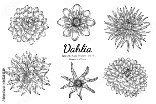 Set of Dahlia flower and leaf hand drawn botanical illustration with line art on white backgrounds.